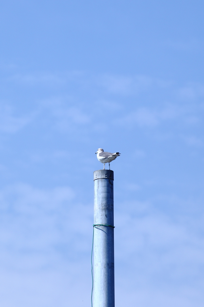 風見鴎