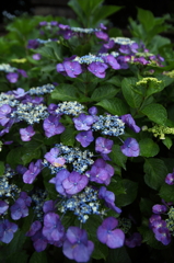 紫陽花色々Ⅱ
