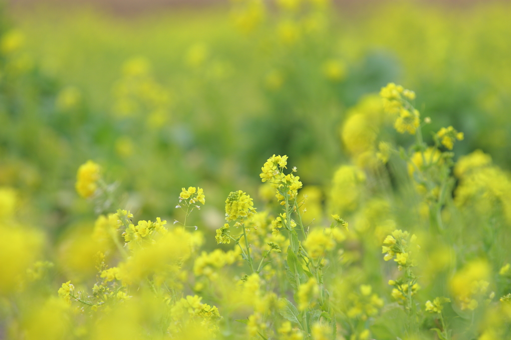 YELLOW FIELD 