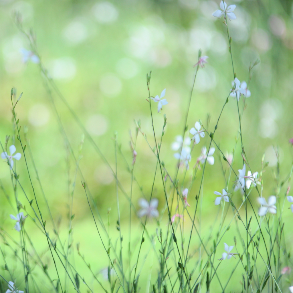 夏花　～　優しく揺れて