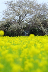 田舎桜と菜の花の情景