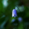 秋の音～釣鐘草～