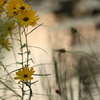 秋の夕日に佇む花達（Ⅰ）