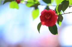 山茶花～冬の輝き