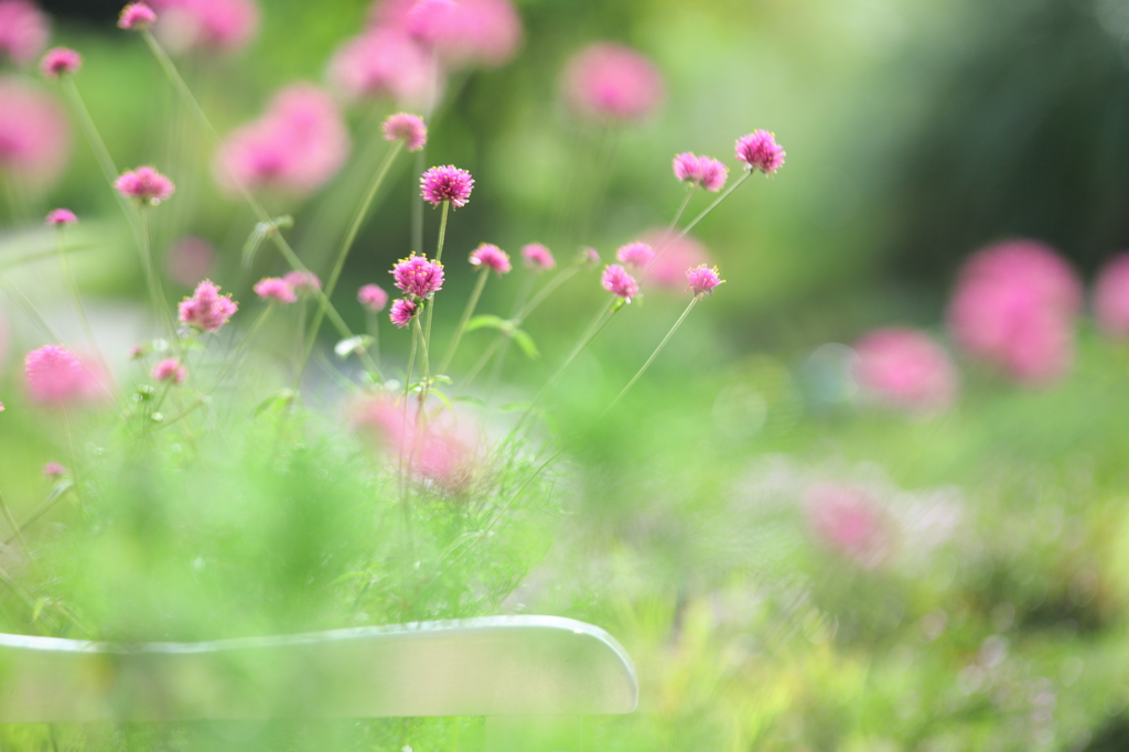夏花 ～　夏、最期の輝き