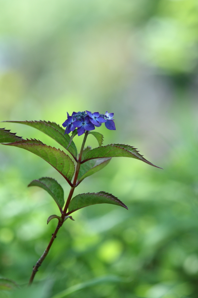 紫陽花Ⅱ