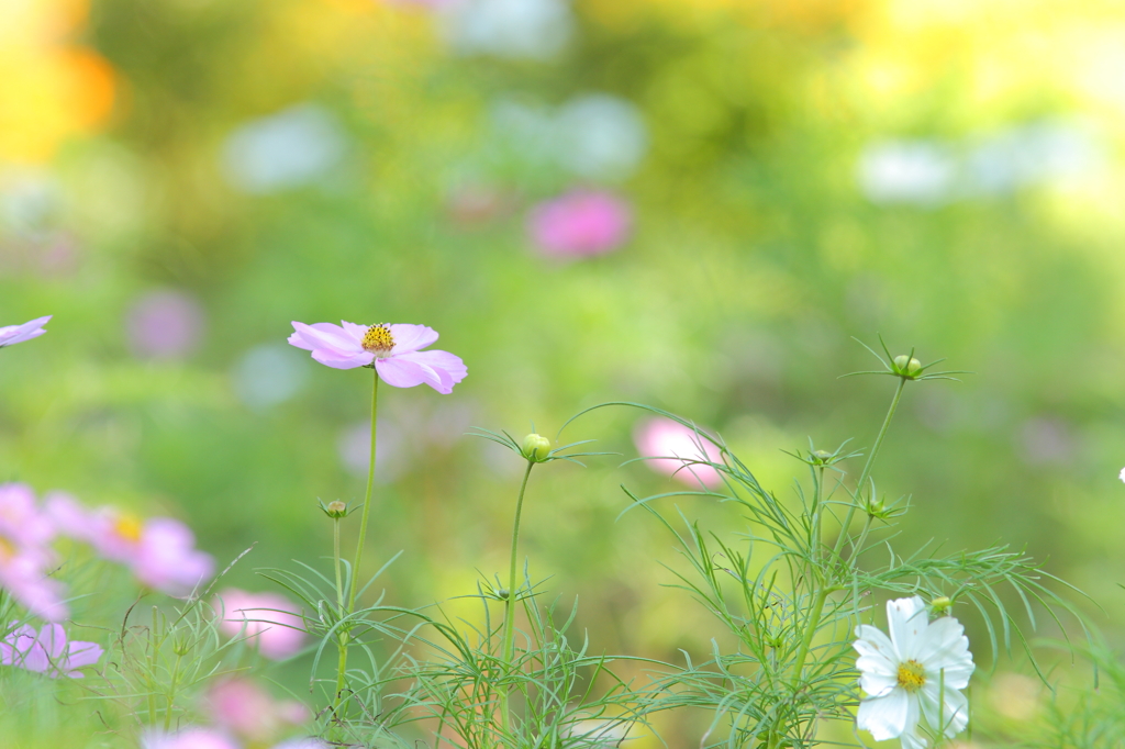 秋桜と色遊び