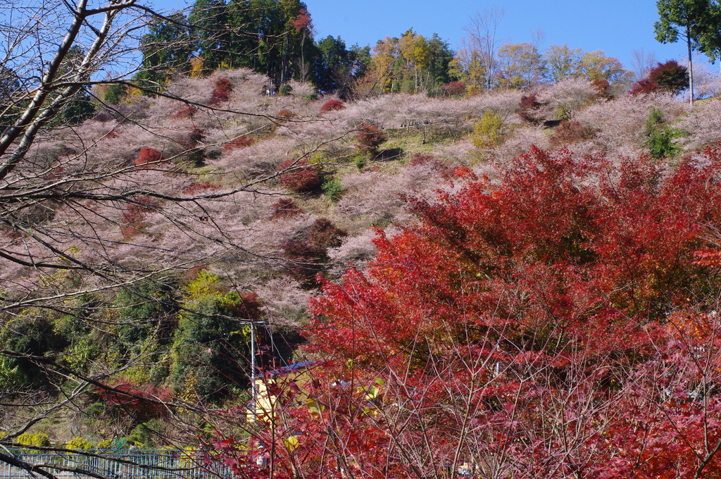 桜と紅葉