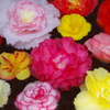 芍薬