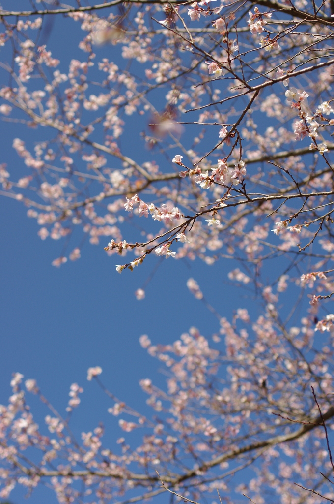 秋の空に咲く桜