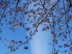 桜屏風