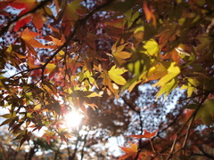 紅(光)葉