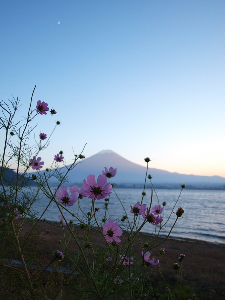 花も憧れる山