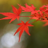 紅葉