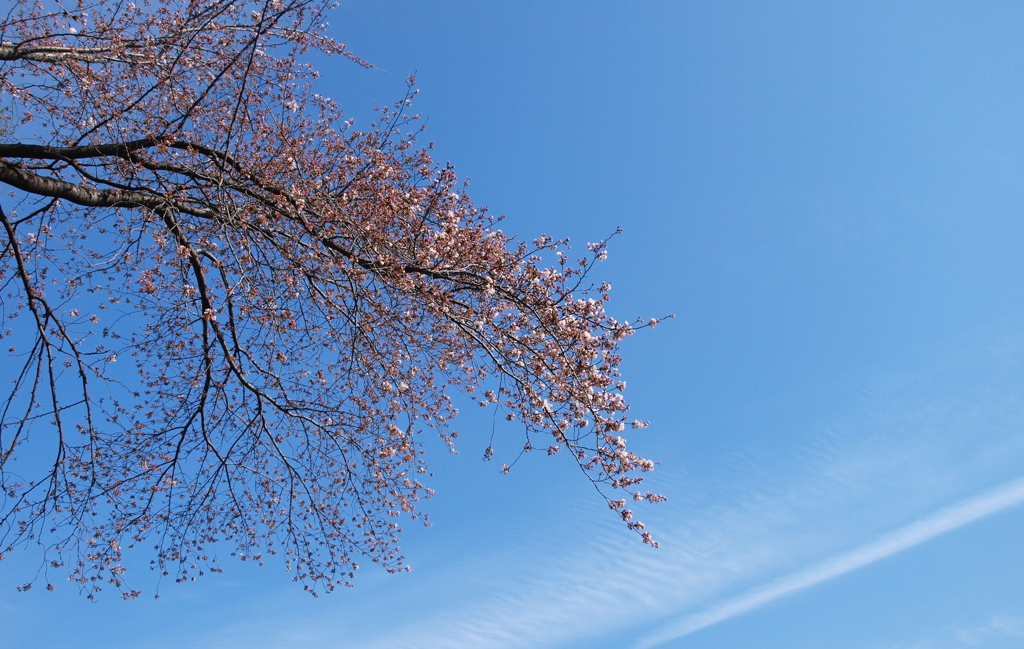 桜と波