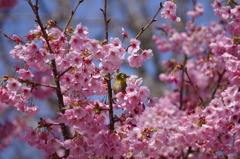 桜とメジロ