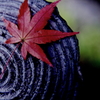 MOMIJI