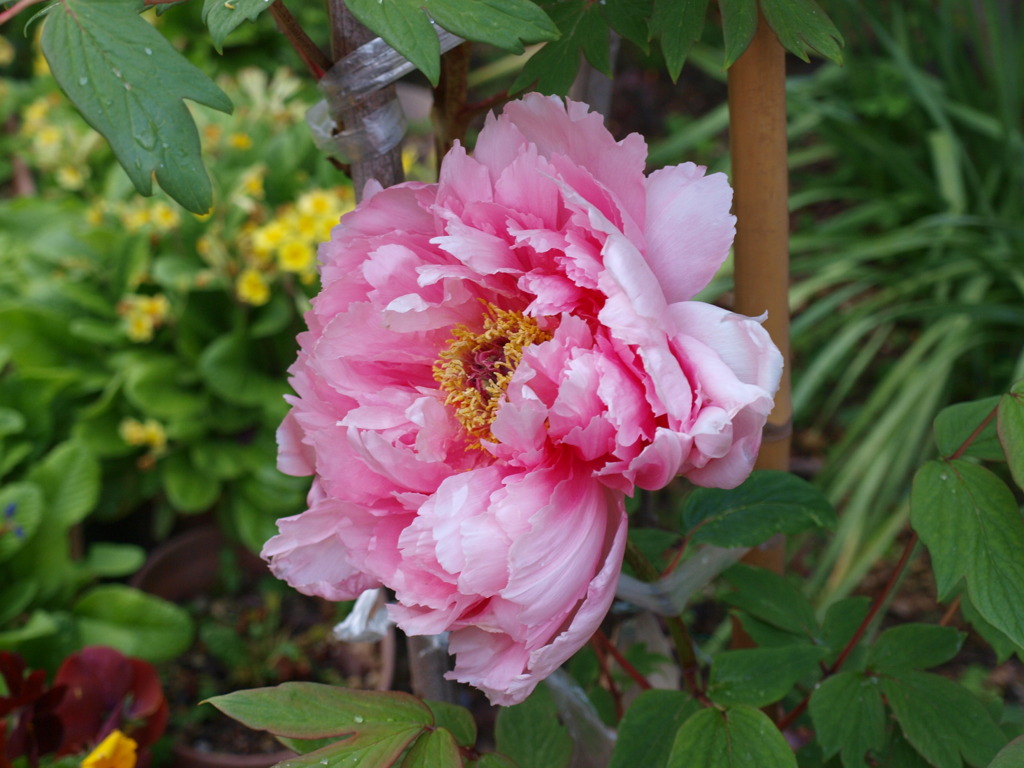 お婆ちゃん家の花