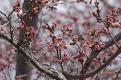 桜色のつぼみ