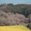 春
