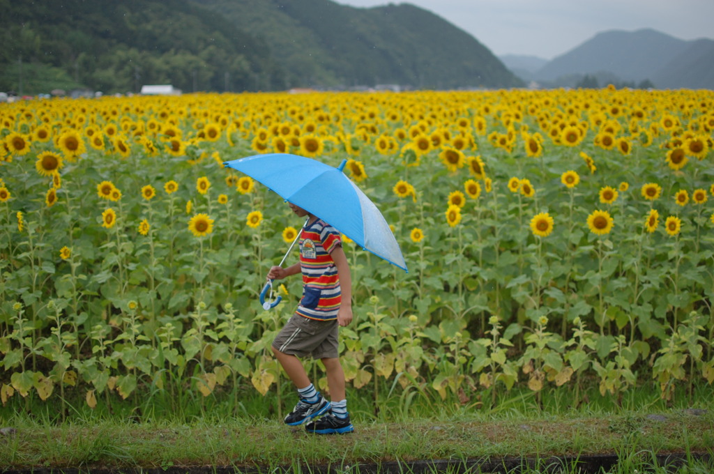 雨のひまわり畑