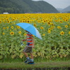 雨のひまわり畑