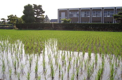 田んぼ＠春
