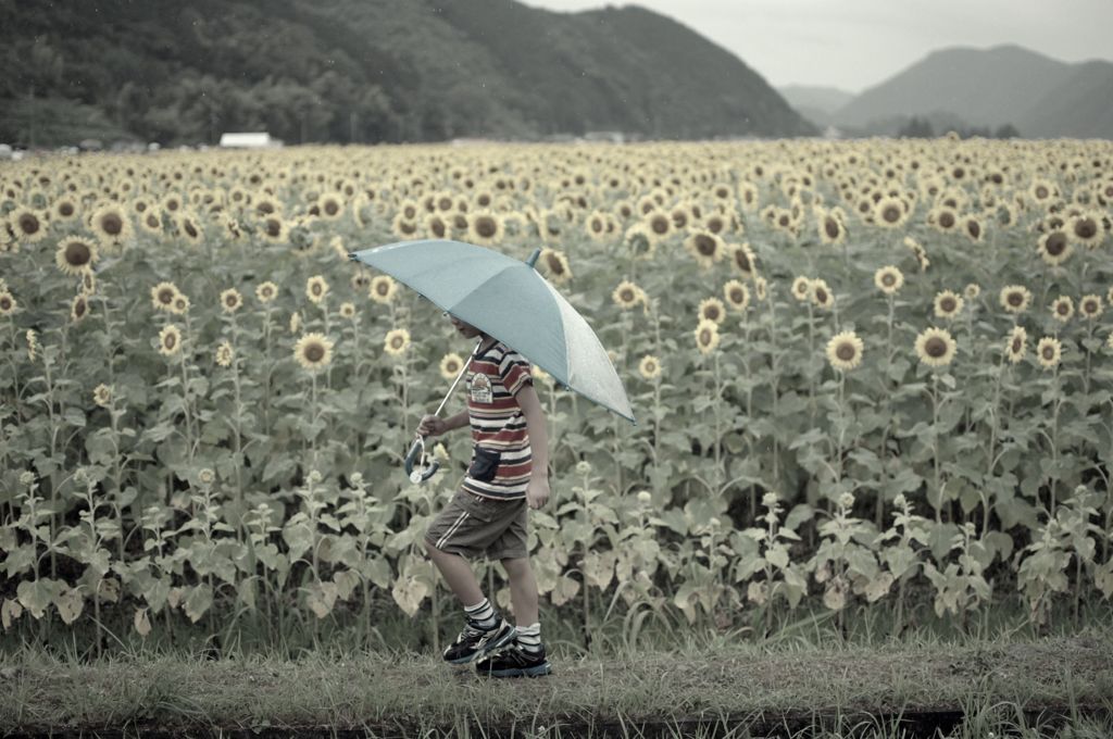 ひまわりと雨