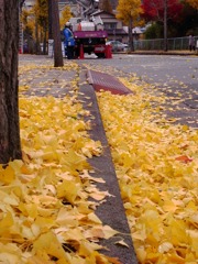 黄色い道。