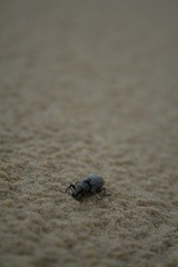IMG_0448