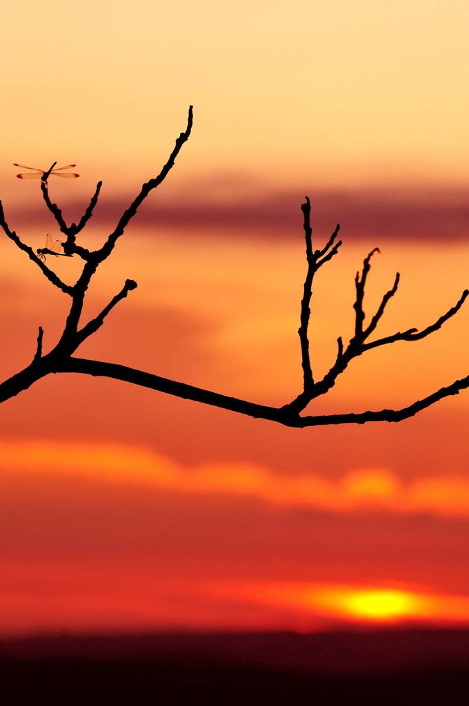 初秋 夕焼け トンボ By とらたん Id 写真共有サイト Photohito