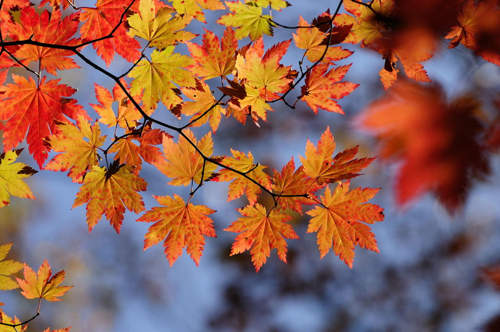 紅葉