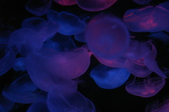 jellyfishes