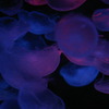 jellyfishes