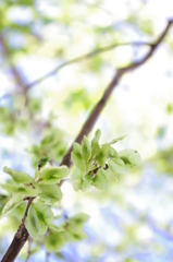 緑色の花