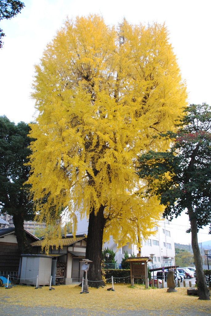 黄色満開②