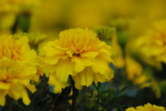 花花。。