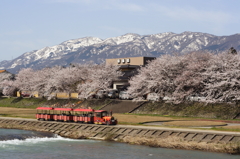 医王山と桜
