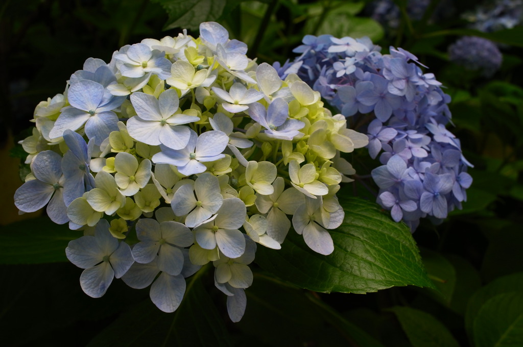 紫陽花