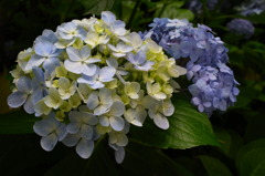 紫陽花