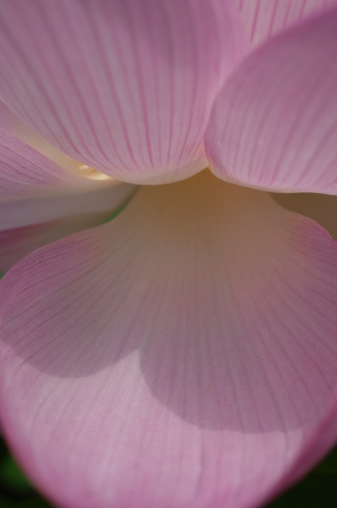 蓮華