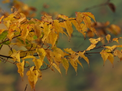 日光×紅葉