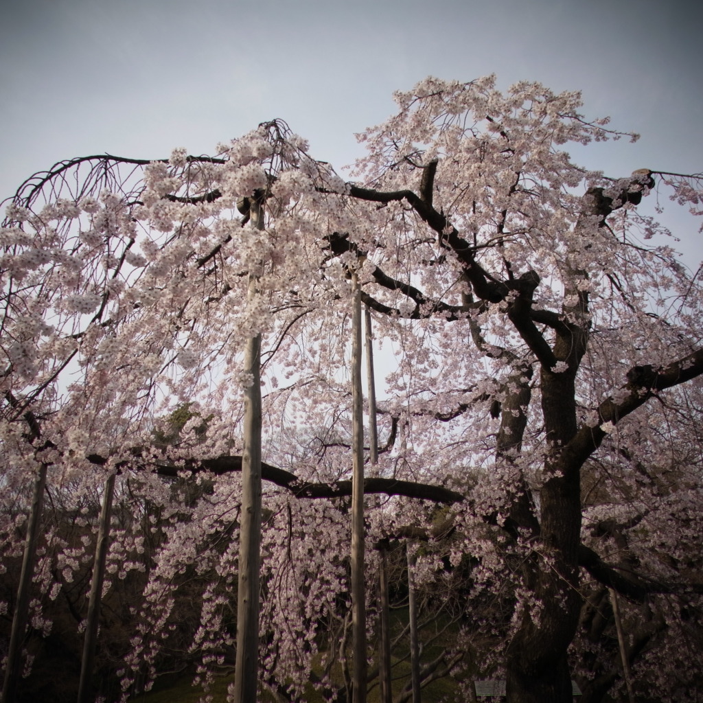 しだれ桜