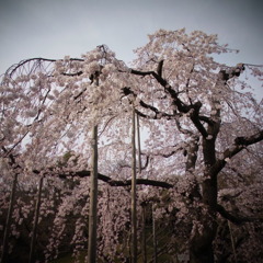 しだれ桜