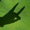 狐 on the leaf