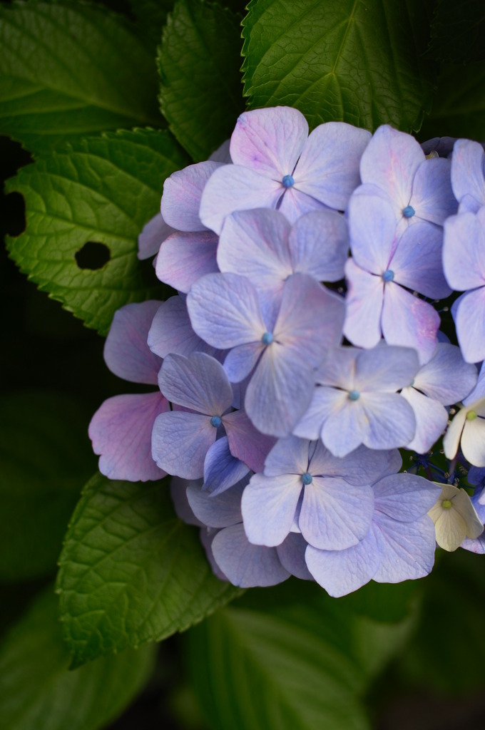 紫陽花
