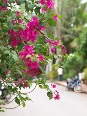 Luang Phabang, Laos