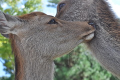 鹿キス