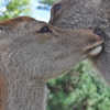 鹿キス