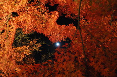 月夜と紅葉